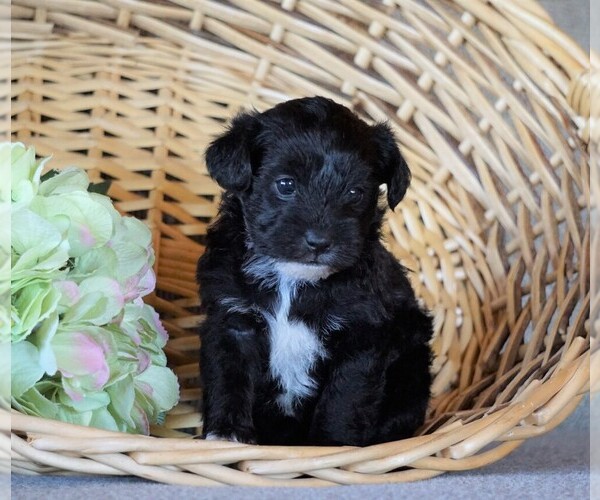 View Ad Jack Russell TerrierPoodle (Toy) Mix Puppy for Sale near Ohio