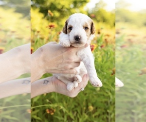 Goldendoodle (Miniature) Puppy for sale in BURLESON, TX, USA