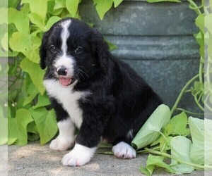 Bernedoodle Puppy for sale in BUFFALO, NY, USA