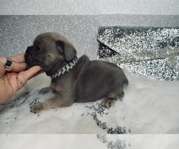 Medium Photo #11 French Bulldog Puppy For Sale in HAYWARD, CA, USA