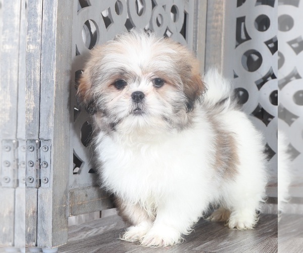 Medium Photo #2 Shih Tzu Puppy For Sale in MOUNT VERNON, OH, USA