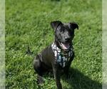 Small #1 American Pit Bull Terrier-Labrador Retriever Mix