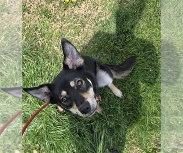 Medium Photo #2 Labsky Puppy For Sale in Evansville, IN, USA