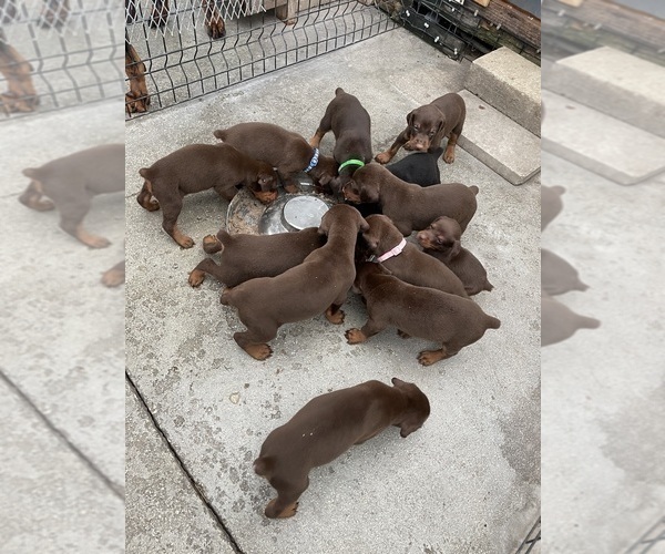 Medium Photo #7 Doberman Pinscher Puppy For Sale in HIALEAH, FL, USA
