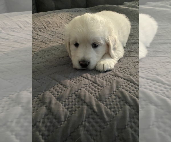 Medium Photo #21 English Cream Golden Retriever Puppy For Sale in ARCHBALD, PA, USA