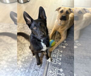 German Shepherd Dog-Unknown Mix Dogs for adoption in Raleigh, NC, USA