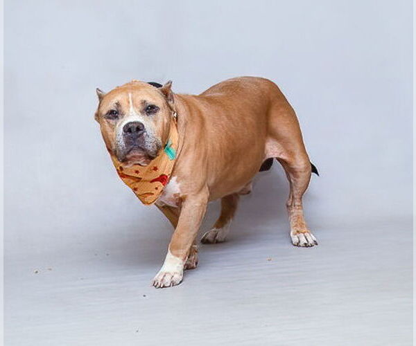 Medium Photo #2 Mutt Puppy For Sale in Sanford, FL, USA