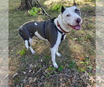 Small #13 American Pit Bull Terrier Mix