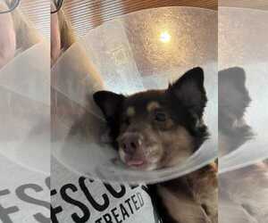 Chou - Male Chihuahua-Unknown Mix Dog for Adoption - Photo #4