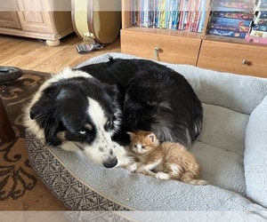 Mother of the Australian Shepherd puppies born on 09/09/2025