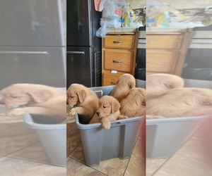 Golden Retriever Puppy for sale in SELMA, CA, USA