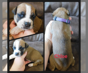 Olde English Bulldogge Puppy for sale in WHEELER, MI, USA