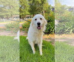 Small #6 Great Pyrenees