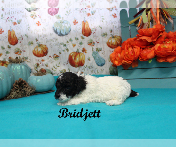 Medium Photo #11 Poodle (Toy) Puppy For Sale in CHANUTE, KS, USA