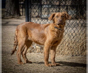 June Carter - Female Golden Shepherd Dog for Adoption - Photo #20