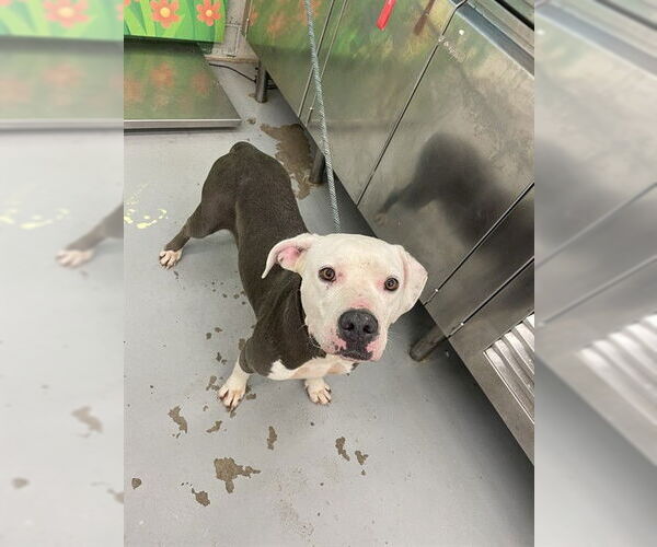 Medium Photo #1 American Pit Bull Terrier Puppy For Sale in Waco, TX, USA