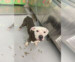 Small American Pit Bull Terrier