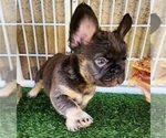 Small #14 French Bulldog