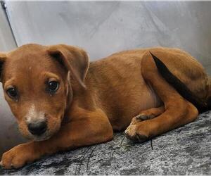 Mutt Dogs for adoption in San Antonio, TX, USA