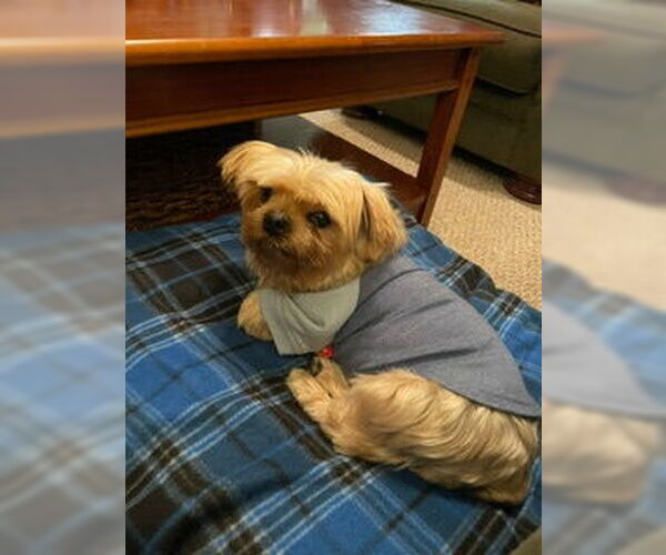 Medium Photo #14 Mutt Puppy For Sale in Allentown,, PA, USA
