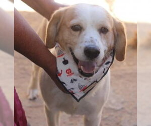 Spuds - - Male Beagle Dog for Adoption - Photo #6
