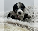 Small Photo #3 Aussiedoodle Puppy For Sale in ADAIRSVILLE, GA, USA