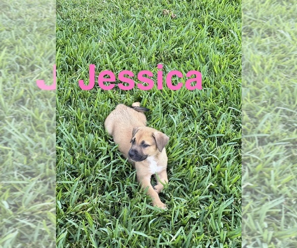 Medium Photo #2 American Pit Bull Terrier-German Shepherd Dog Mix Puppy For Sale in SUGAR LAND, TX, USA