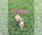 Small #1 American Pit Bull Terrier-German Shepherd Dog Mix