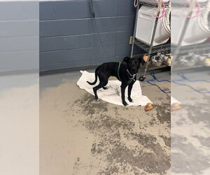 Labrador Retriever Dogs for adoption in Tallahassee, FL, USA