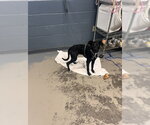 Small Labrador Retriever
