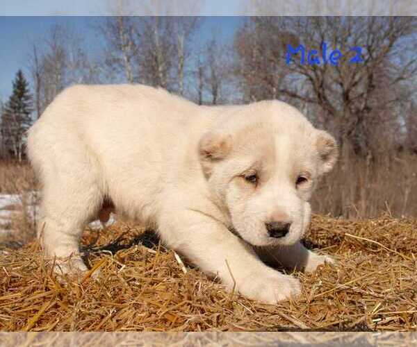 Medium Photo #13 Central Asian Shepherd Dog Puppy For Sale in Winnipeg, Manitoba, Canada