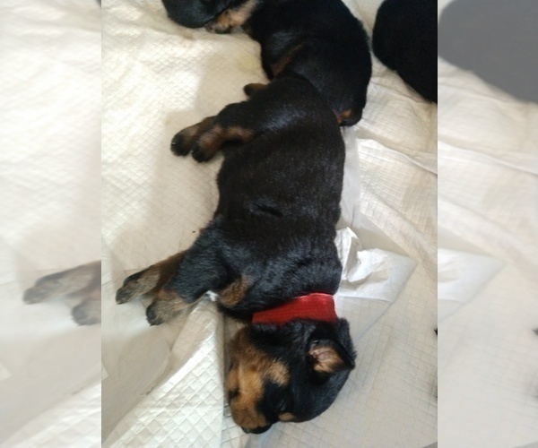 Medium Photo #15 Rottweiler Puppy For Sale in NIPOMO, CA, USA