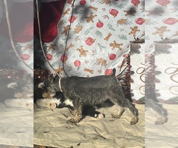 Medium Photo #3 Mutt Puppy For Sale in HOPKINSVILLE/PRINCETON, KY, NH, USA