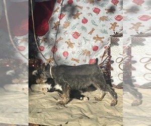 VIOLET/ ADOPTED - Female Mutt Dog for Adoption - Photo #3