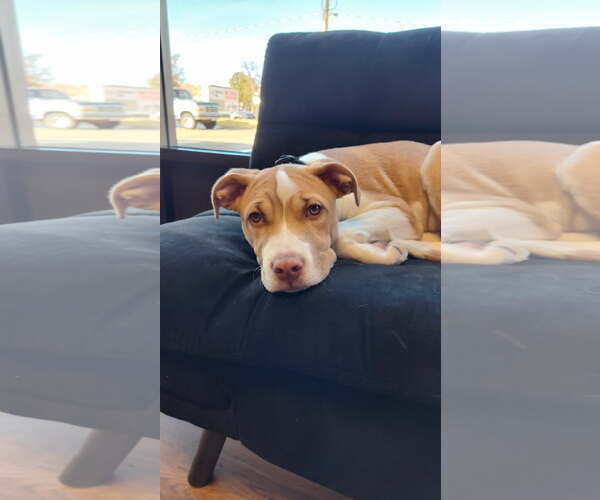 Medium Photo #1 Mutt Puppy For Sale in Fort Collins, CO, USA