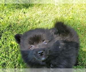 Pomeranian Litter for sale in KNOXVILLE, TN, USA