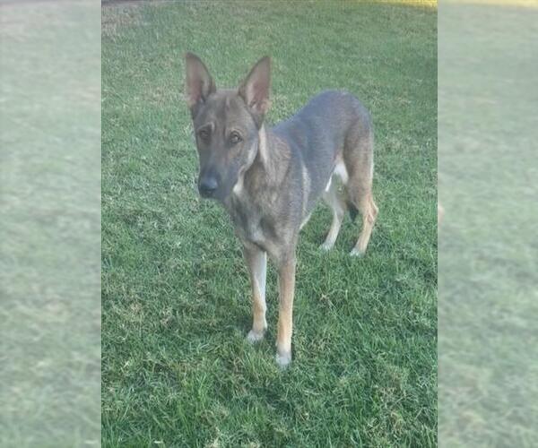 Medium Photo #2 German Shepherd Dog Puppy For Sale in Riverside, CA, USA