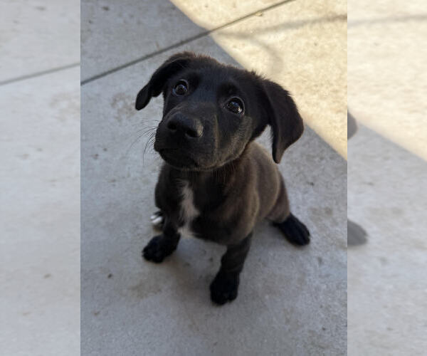 Medium Photo #5 Labrenees Puppy For Sale in Lakewood, CO, USA