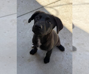 Mabel - Female Labrenees Dog for Adoption - Photo #5