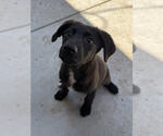 Small Photo #5 Labrenees Puppy For Sale in Lakewood, CO, USA