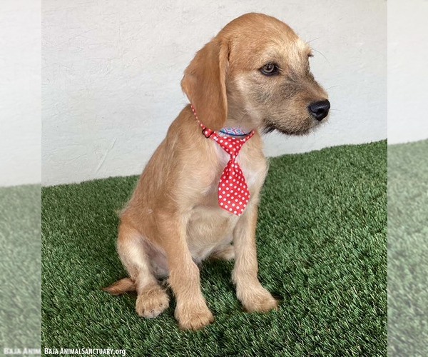 Medium Photo #4 Mutt Puppy For Sale in San Diego, CA, USA