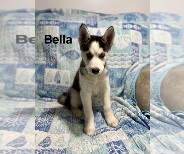 Medium Photo #4 Siberian Husky Puppy For Sale in LEVITTOWN, PA, USA