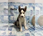 Small #3 Siberian Husky