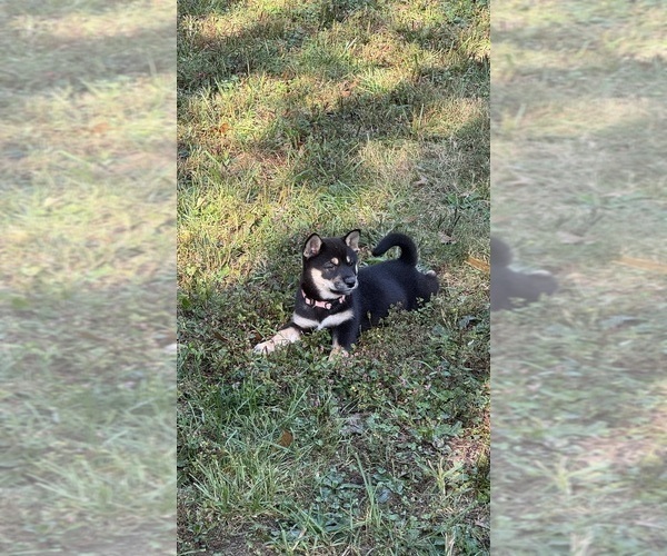 Medium Photo #10 Shiba Inu Puppy For Sale in NEW ATHENS, IL, USA