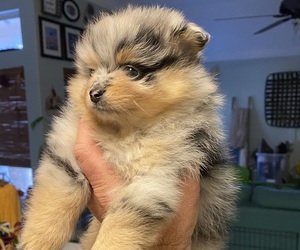 Pomeranian Puppy for sale in ROCKPORT, TX, USA
