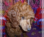 Small #3 Poodle (Standard)