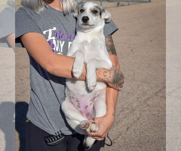 Medium Photo #5 Greyhoula Puppy For Sale in Huntley, IL, USA