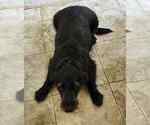 Small Photo #2 Goldendoodle-Labrador Retriever Mix Puppy For Sale in NORTH CANTON, OH, USA
