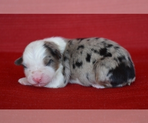 Australian Shepherd Puppy for sale in NEW MARKET, TN, USA
