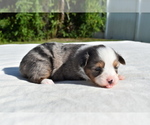 Small #5 Miniature Australian Shepherd